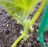 Suche Kürbis-, Zuccini- und Tomatenpflanzen Nordrhein-Westfalen - Sprockhövel Vorschau
