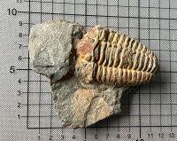 Trilobit mit Stein + antiker Buchseite von 1895 "Cambrian" Hamburg-Nord - Hamburg Hohenfelde Vorschau