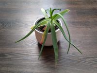 Große Aloe Vera Pflanze Thüringen - Jena Vorschau