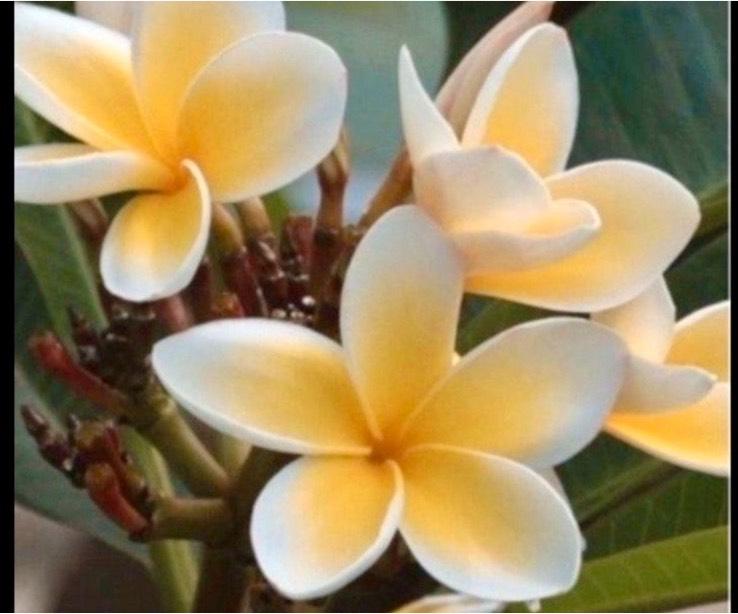 Plumeria Frangipani ca. 1,5 Jahre Tempelbaum Hawaii duftend in Berlin