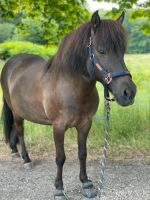 Pflegebeteiligung / Reitbeteiligung auf Isländer gesucht Schleswig-Holstein - Kiel Vorschau