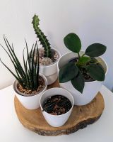 Zimmerpflanzen Kaktus Juwelchorchidee Philodendron Sansevieria Hessen - Ebsdorfergrund Vorschau