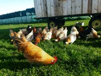 Frische Eier aus mobiler Freilandhaltung Rassehühner Bayern - Ziemetshausen Vorschau