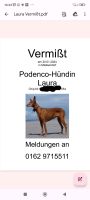 Hund Podenco Hündin Laura bei Mielkendorf /Kiel Russee entlaufen Kiel - Suchsdorf Vorschau