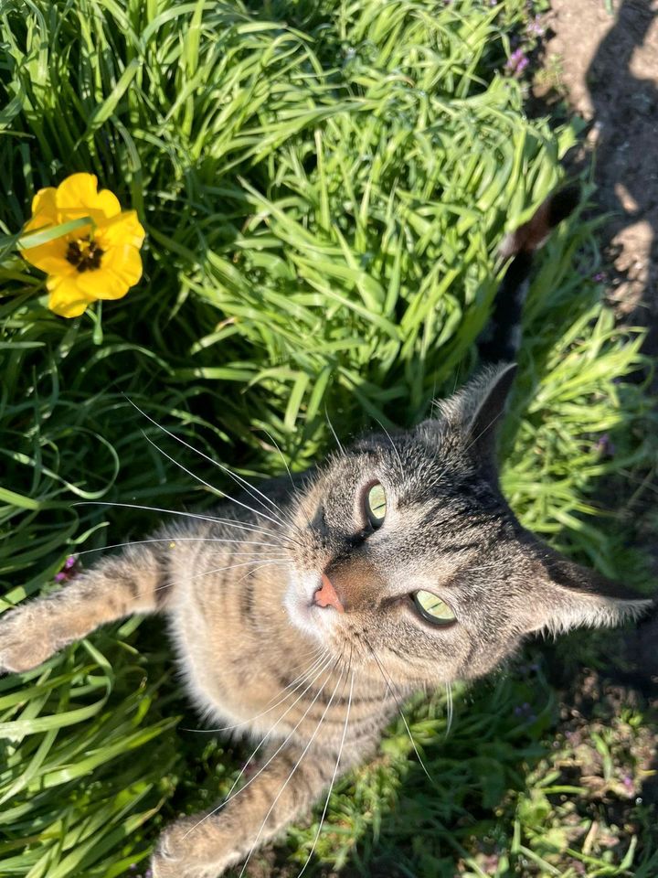 Kater, EKH, kastriert, grau ❤️Eddy❤️ in Jessen (Elster)