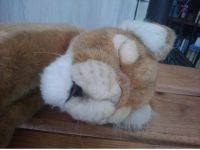 Löwe Baby Hansa Toy Creation schlafend ca 32 cm ohne Schwanz Nordrhein-Westfalen - Mönchengladbach Vorschau