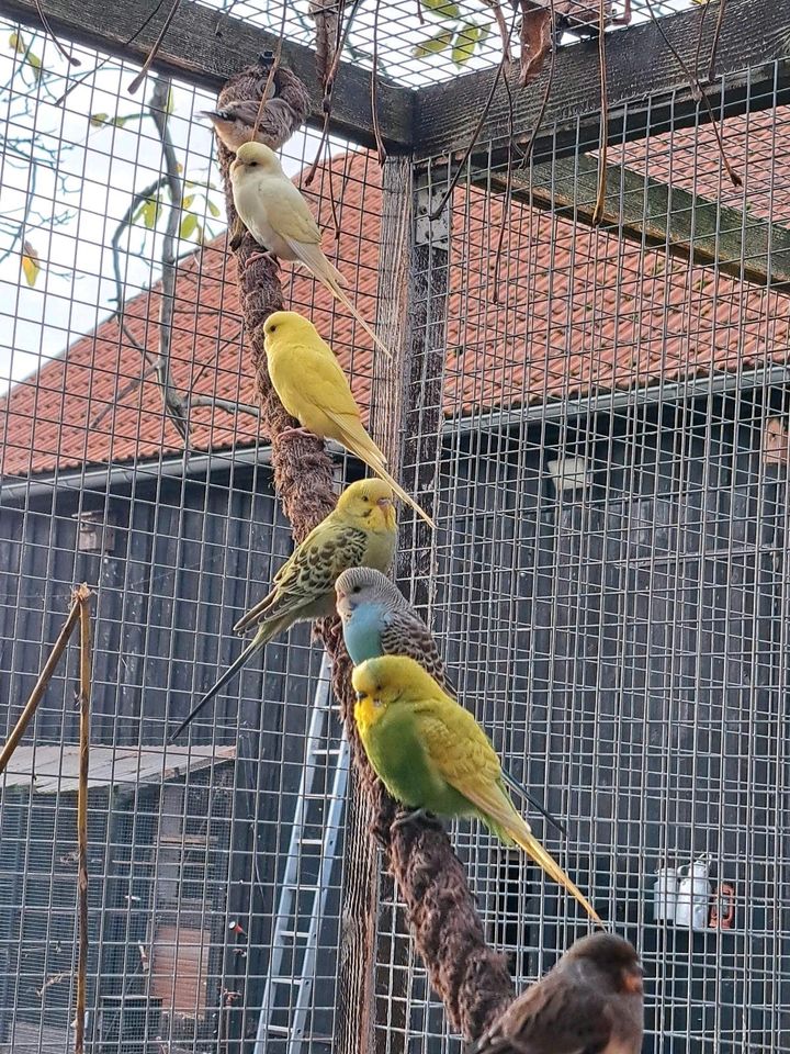 Zebrafinken Kanarien Nymphensittich in Neustadt (Dosse)