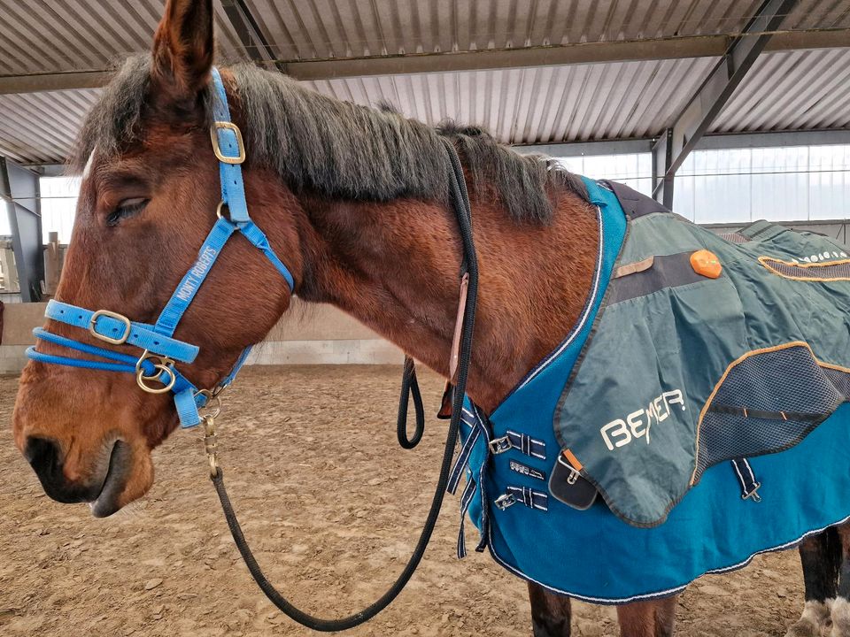 Pflegebeteiligung mit Option Reitbeteiligung in Tornesch