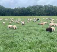 Schafe Lämmer Nordrhein-Westfalen - Legden Vorschau