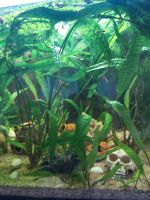 Aquarium Pflanzen 60-80 cm .lang Tauschen gegen Anubia möglich Rheinland-Pfalz - Ludwigshafen Vorschau