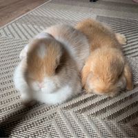 2 junge Kaninchen abzugeben Niedersachsen - Celle Vorschau