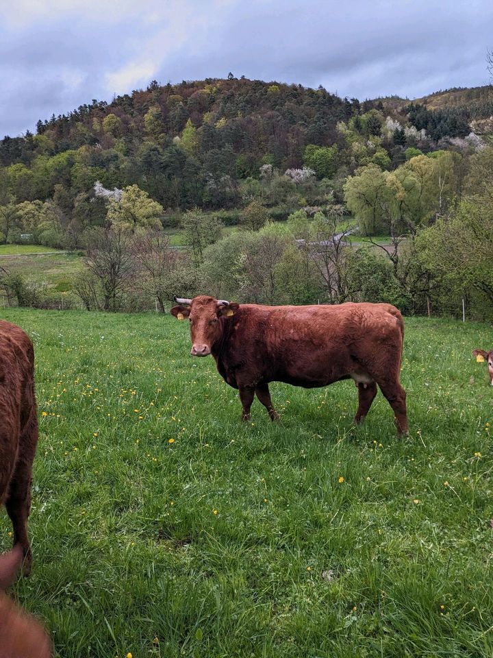 Limousin Kuh Bio Tragend in Frankenau