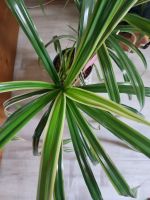 Zimmerpflanze, Schraubenpalme, Pandanus-Pflanze Hessen - Limeshain Vorschau