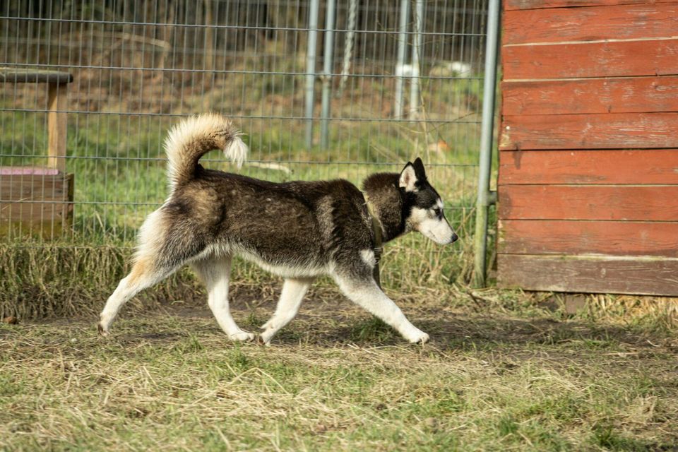 Nori - Husky Hündin auf der Suche nach ihrem Zu Hause in Bremervörde