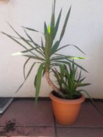 Yucca Palme mit 2 Trieben Hessen - Wiesbaden Vorschau