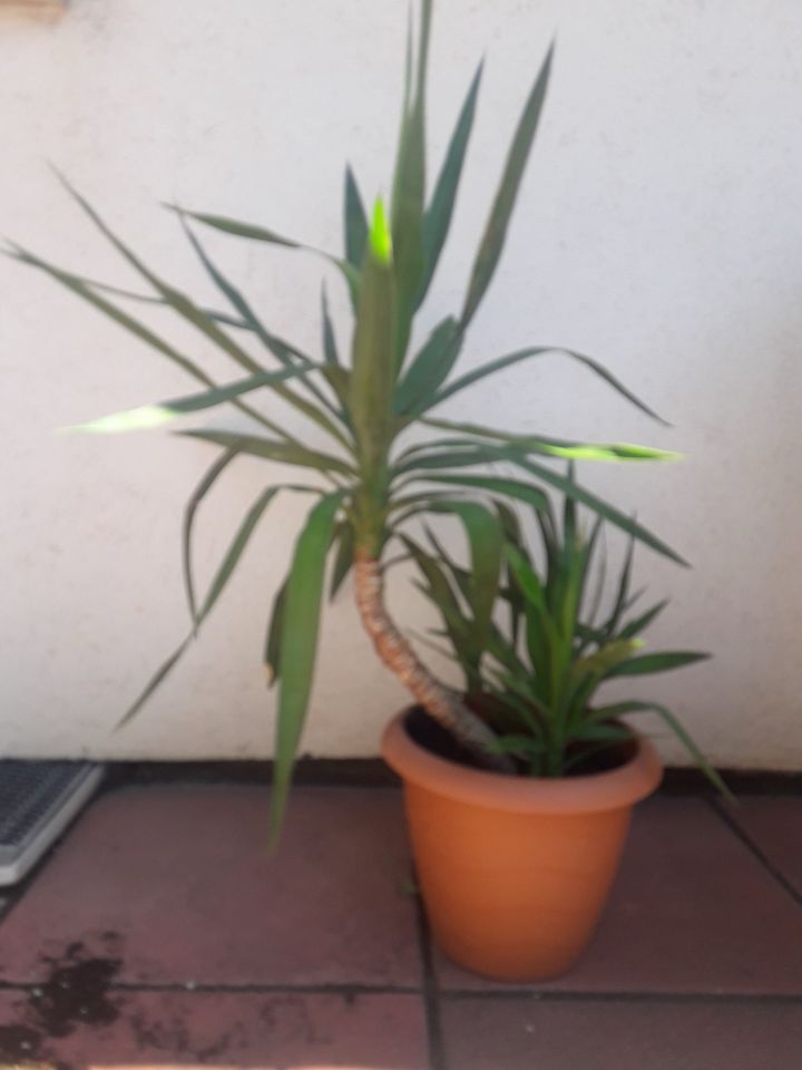 Yucca Palme mit 2 Trieben in Wiesbaden