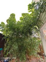 Bambus 3-4,5m hoch Berlin - Neukölln Vorschau