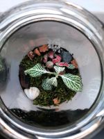 Terrarium / Pflanzen im Glas Leipzig - Leipzig, Zentrum Vorschau