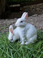 Zwergkaninchen Kaninchen Jungtiere Babys Häsin Rammler München - Laim Vorschau