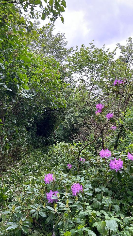 Grundstück für Garten, Freizeit, Landwirtschaft Nähe Neu-Anspach in Neu-Anspach