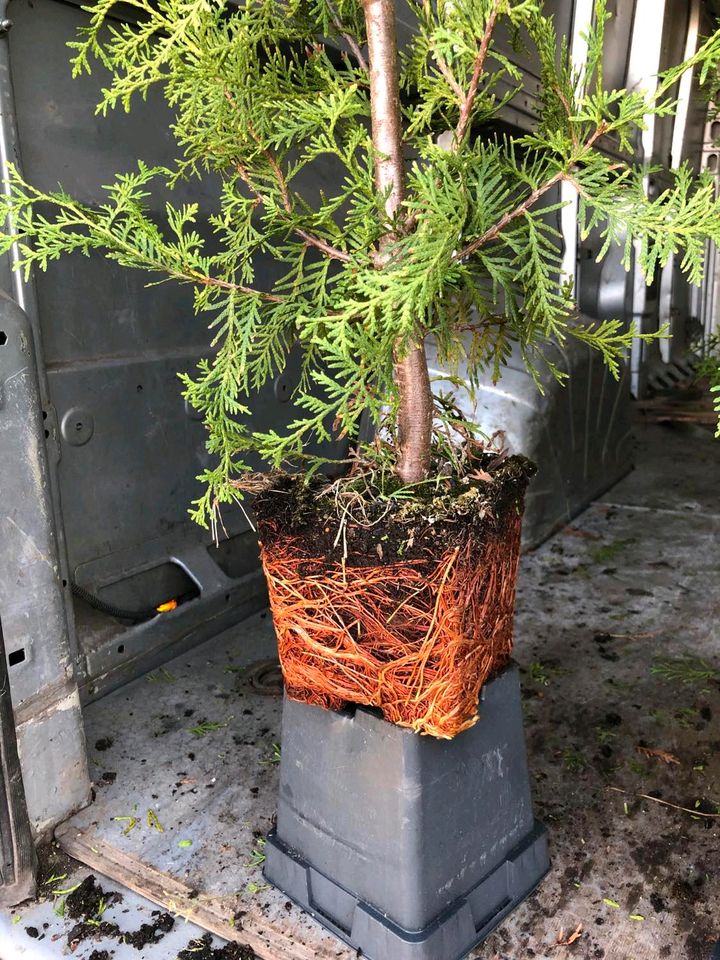 Thuja occidentalis Smaragd Brabant lebensbaum Hecken Pflanzen in Zirndorf