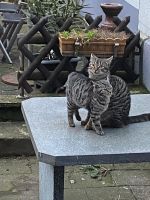 Kater Lino wird vermisst Nordrhein-Westfalen - Bergheim Vorschau