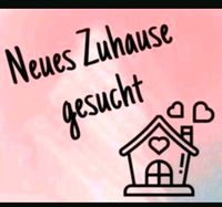 Suche Haus oder haushälfte Niedersachsen - Twistringen Vorschau
