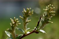 Salix repens, Kriech-Weide, Kleine Strauch-Weide Rheinland-Pfalz - Worms Vorschau