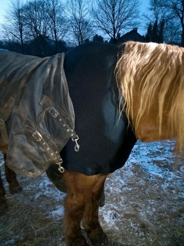 Pferde Schulter Schutz in Tramm