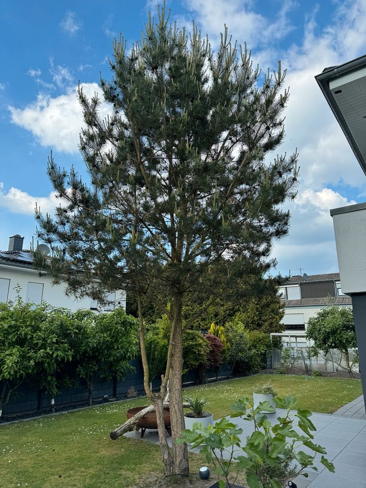 Pinienbaum zu verschenken  01794658704 in Rheda-Wiedenbrück