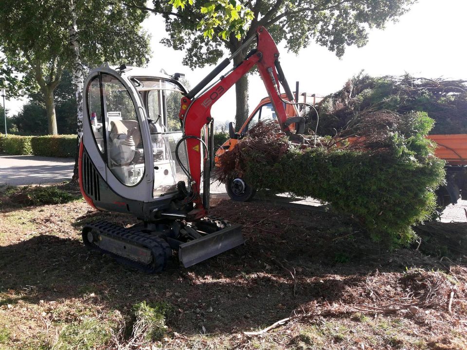 Sträucher Hecke Wurzeln roden mit Minibagger in Uedem