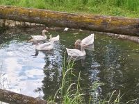 Fränkische landgänse/ Gänsepaar Bayern - Markt Erlbach Vorschau