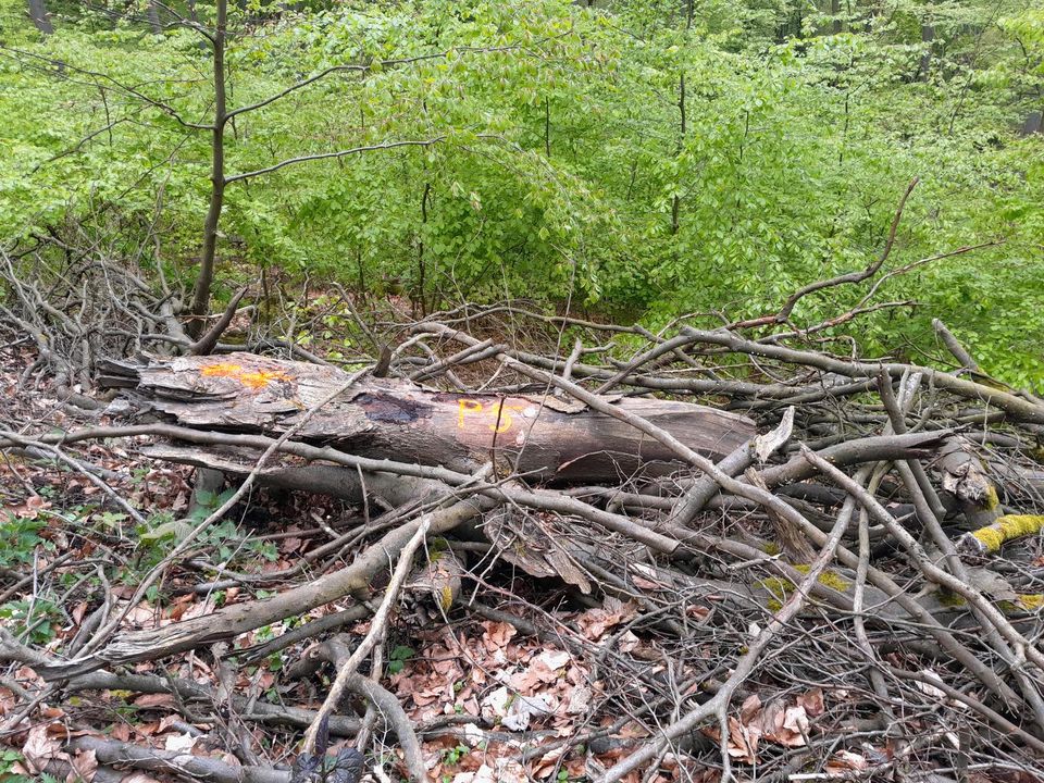 Brennholz für Selbstsäger in Minden