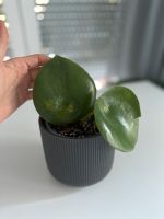 Peperomia Pflanze mit zwei Blättern + schwarzer Übertopf 12cm Friedrichshain-Kreuzberg - Friedrichshain Vorschau