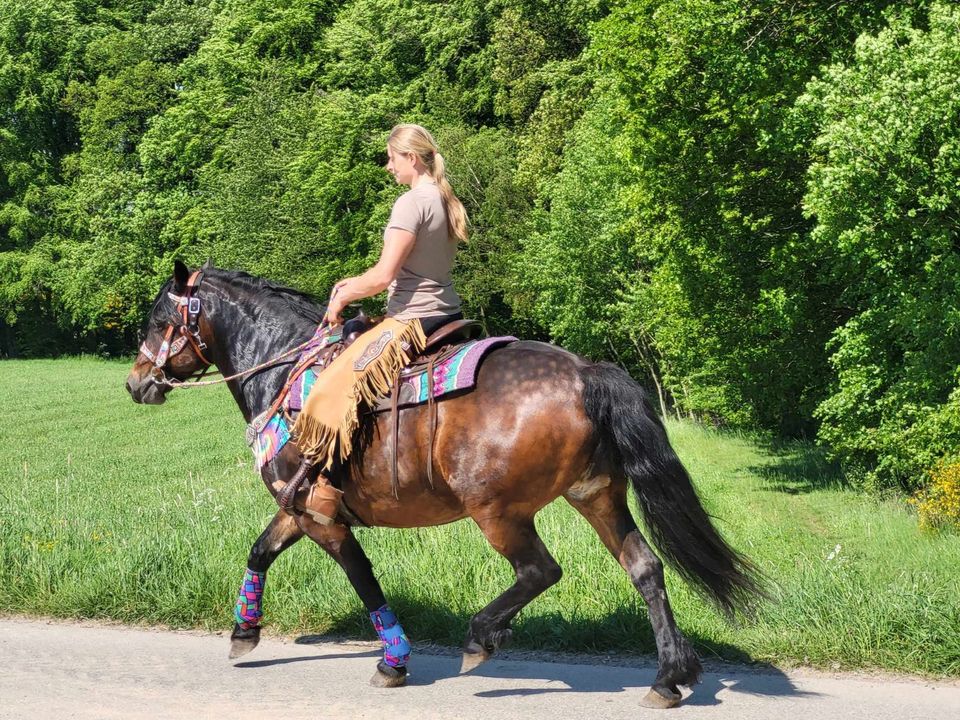 Barocke Stute 12J. in Urbach Westerw