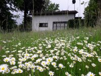 Ferienhaus in der Eifel - am Waldrand (Tiere auf Anfrage erlaubt) Rheinland-Pfalz - Lissendorf Vorschau