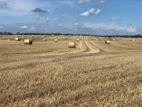 ***21 ha Landwirtschaftsfläche-Acker-Grünland in Mecklenburg!*** Güstrow - Landkreis - Laage Vorschau