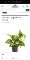 Efeutute - Epipremnum aureum Bayern - Straubing Vorschau