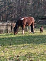 Reitbeteiligung gesucht TinkerMix Western Freizeitpferd Sachsen-Anhalt - Jübar Vorschau