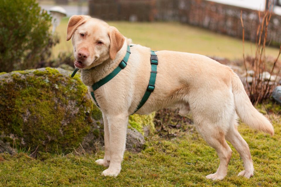 Leonell, Labrador, 6 Jahre, männlich, Tierhilfe Franken e.V. in Lauf a.d. Pegnitz