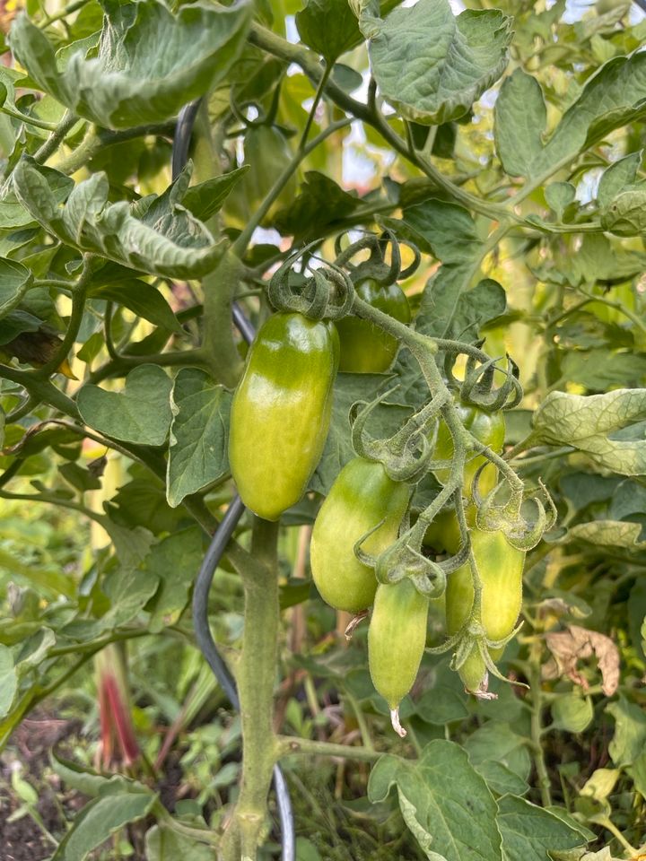 Saatgut San Marzano Tomate Italien in Meißenheim