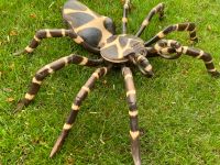 Spinne 40cm Holzspinne Tarantula Holz Terrarium Vogelspinne Essen - Essen-Werden Vorschau