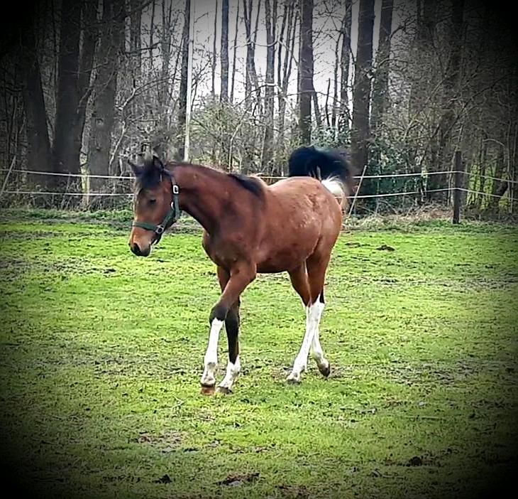 Partbred Araber prämiert jährling Wallach Hengst Vollblutaraber in Sulingen