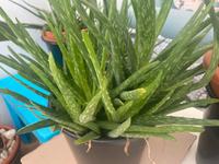 Aloe Vera Pflanze Mitte - Wedding Vorschau
