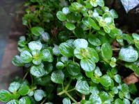 Pilea Abschnitt Bodendecker Terrarium Pflanze Leipzig - Leipzig, Zentrum-Ost Vorschau