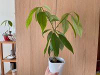 Avocado Baum 48cm Pflanze Nürnberg (Mittelfr) - Nordstadt Vorschau