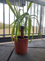 Kleine Yucca Palme - Zimmerpflanze Niedersachsen - Braunschweig Vorschau