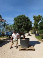 Silber Kiefer Kugelstamm - Pinus wateri Baden-Württemberg - Ofterdingen Vorschau