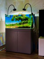 Exklusives ADA Weißglas-Aquarium 90 mit – Wettbewerbsniveau München - Pasing-Obermenzing Vorschau