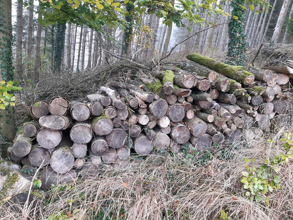 Feuerholz Brennholz Kaminholz Esche in Lohmar